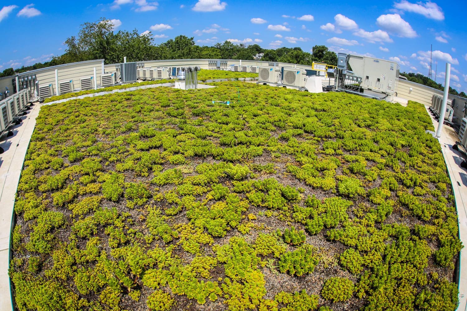 Silver Spring Green roof area